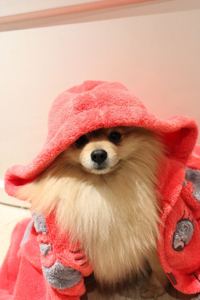 Little Pomeranian. Share The Love And Cutiness!