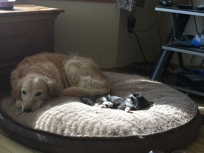 Why Does He Have To Take My Favorite Spot On My Bed.