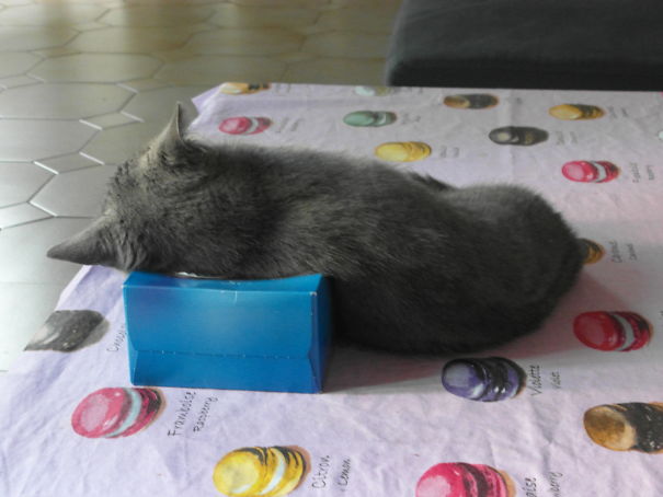 Tissue Box Aka Best Pillow