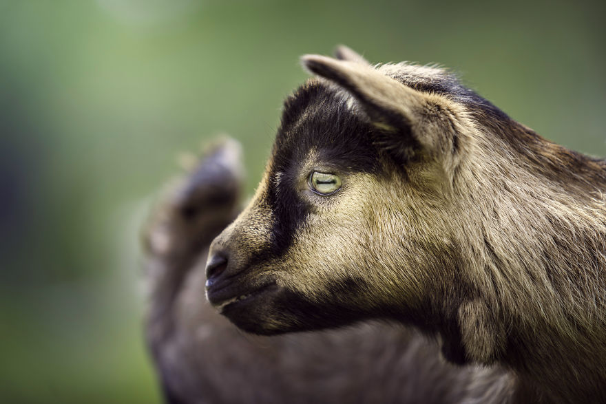 Can You See The Life Behind The Form?
i Take Animal Portraits To Show Life Is The Same Behind All Form Can You See The Life Behind The Form?
i Take Animal Portraits To Show Life Is The Same Behind All Form