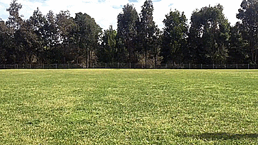 man-kangaroo-friendship-jackson-odoherty-19 man-kangaroo-friendship-jackson-odoherty-19