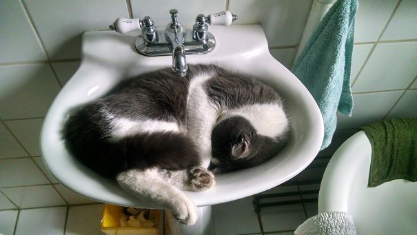 Our Sink Got Back Up With Cat And Overflowed