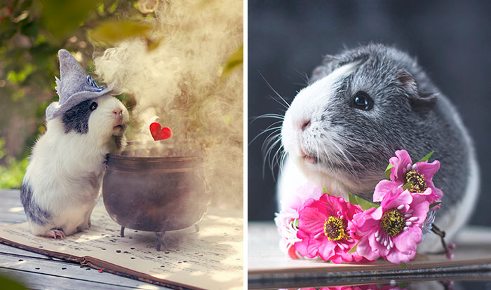 Meet Mieps, My Ridiculously Photogenic Guinea Pig