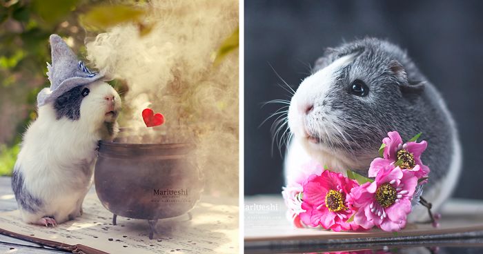 Meet Mieps, My Ridiculously Photogenic Guinea Pig