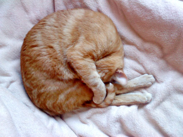 Sleeping Like A Little Bunny