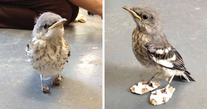 Little Injured Bird Receives Tiny ‘Snowshoes’ And Gets Back On Her Feet