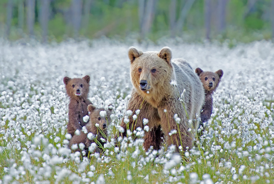 Momma Bear With Her Cubs