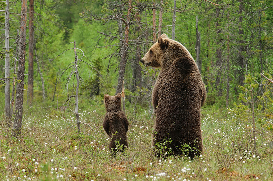 Momma Bear With Her Cub