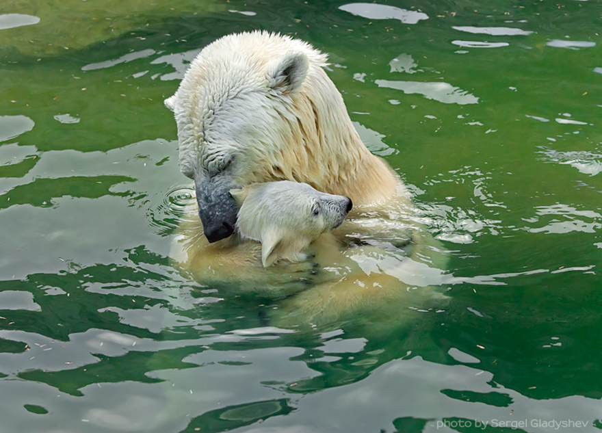 Momma Bear With Her Cub