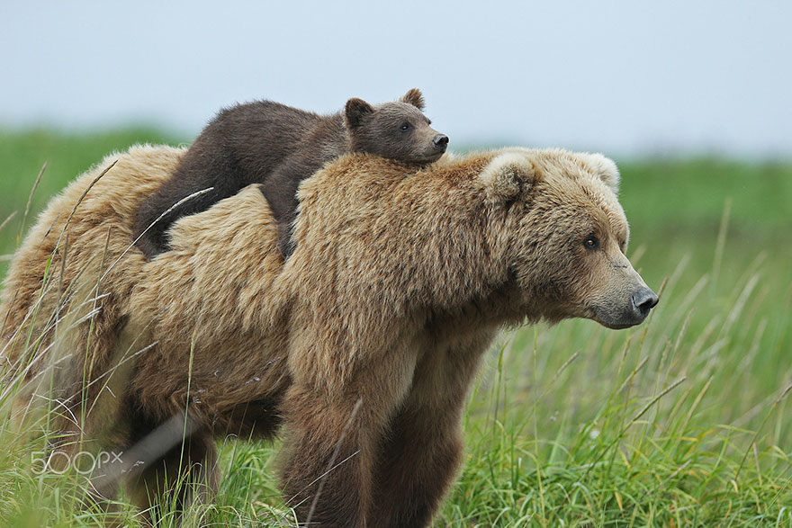 Momma Bear With Her Cub