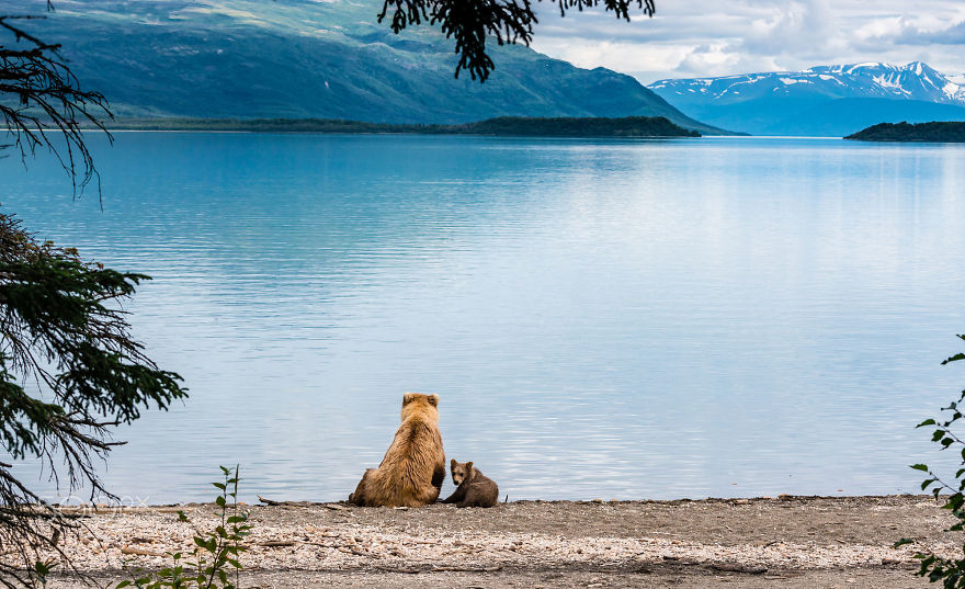 Momma Bear With Her Cub