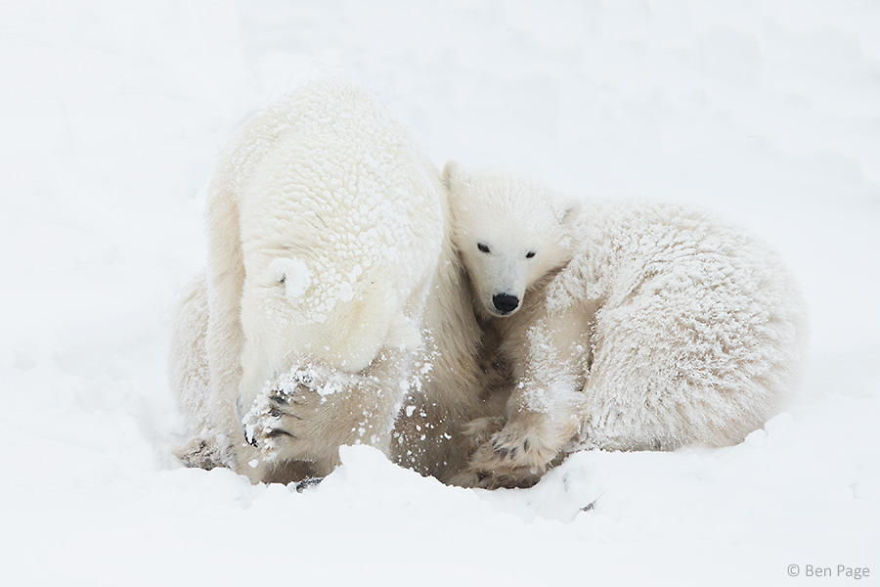 Momma Bear With Her Cub