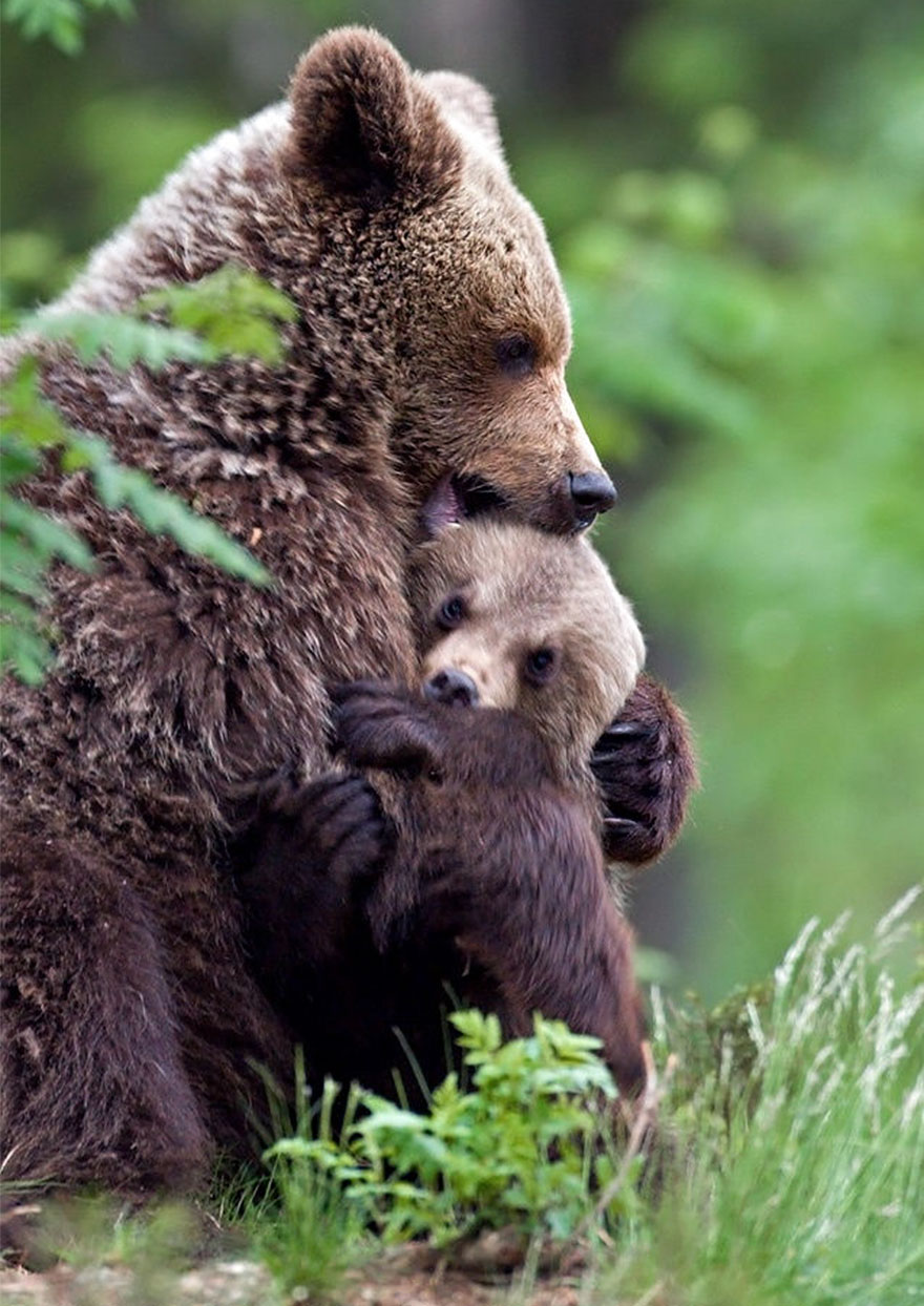 Momma Bear With Her Cub