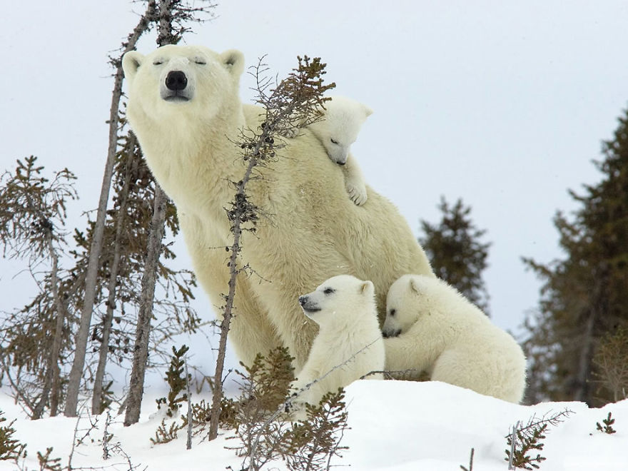Momma Bear With Her Cub