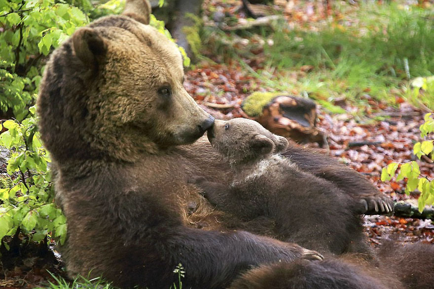 Momma Bear With Her Cub