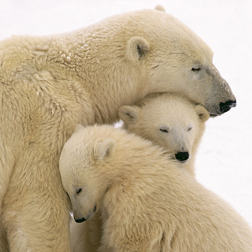 Momma Bear With Her Cubs