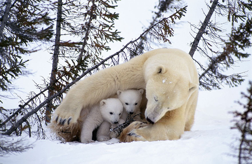 Momma Bear With Her Cubs
