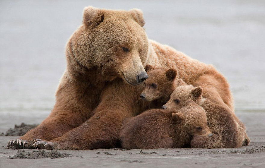 Momma Bear With Her Cubs