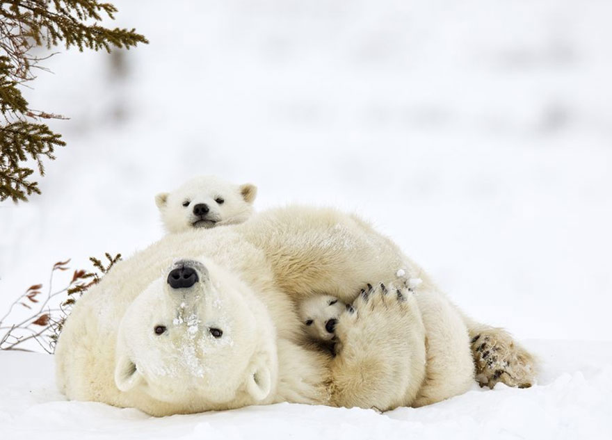 Momma Bear With Her Cubs