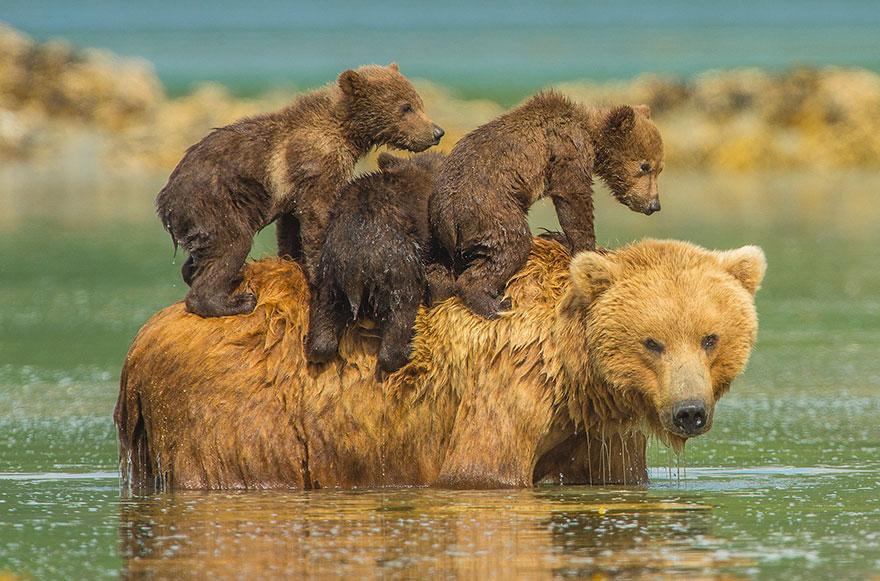 Momma Bear With Her Cubs