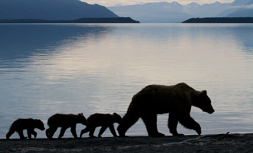 Bear Family