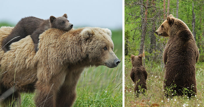 56 Un-Bear-Ably Cute Momma Bears Teaching Their Teddy Bears How To Bear