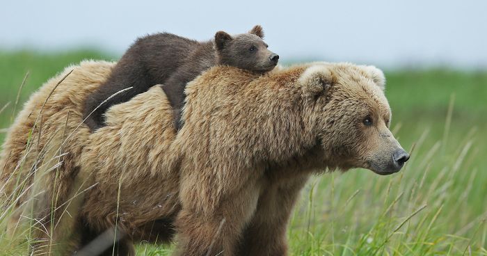 56 Un-Bear-Ably Cute Momma Bears Teaching Their Teddy Bears How To Bear
