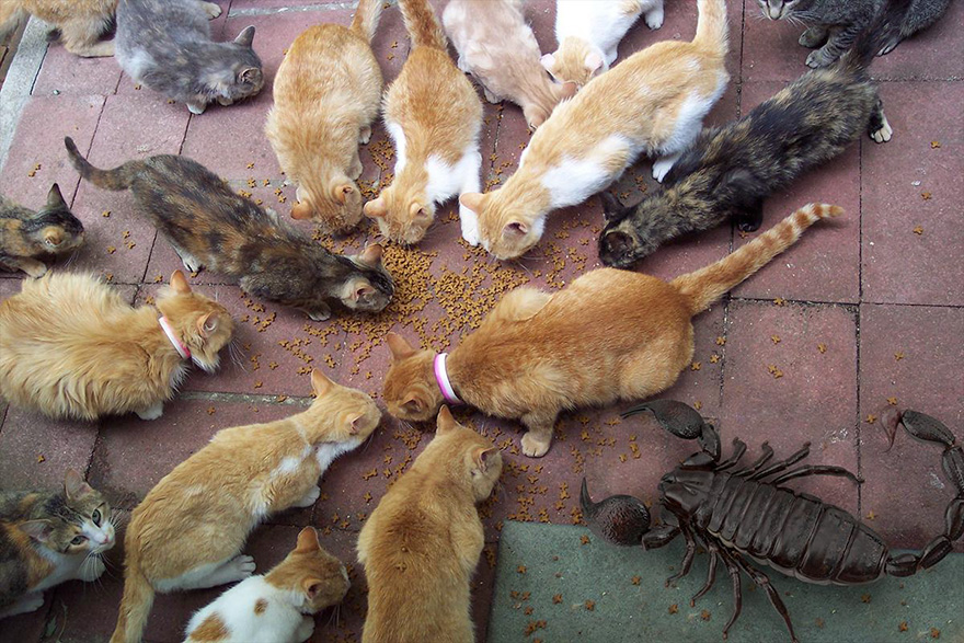 The Pulmonoscorpius Kirktonensis Or (Breathing Scorpion)