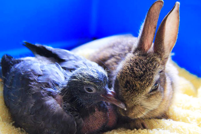 rabbit-pigeon-snuggling-together-1 rabbit-pigeon-snuggling-together-1