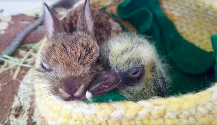 rabbit-pigeon-snuggling-together-2 rabbit-pigeon-snuggling-together-2