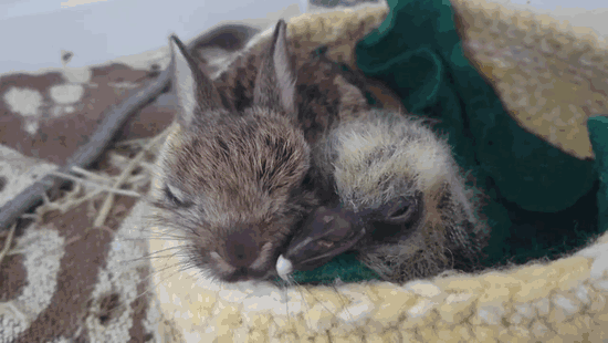 rabbit-pigeon-snuggling-together-3 rabbit-pigeon-snuggling-together-3