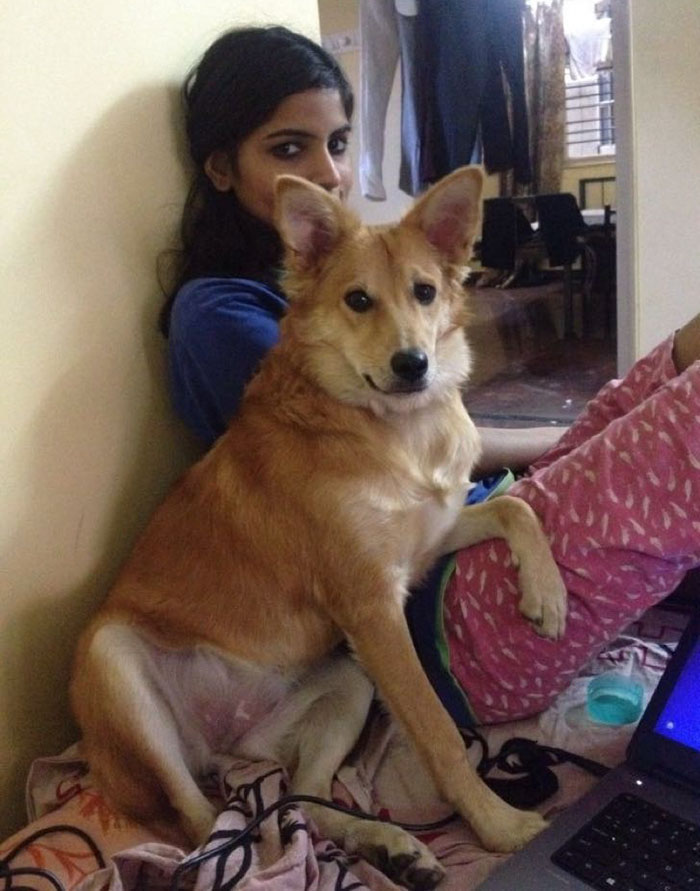 rejected-arranged-marriage-proposal-dog-3 rejected-arranged-marriage-proposal-dog-3
