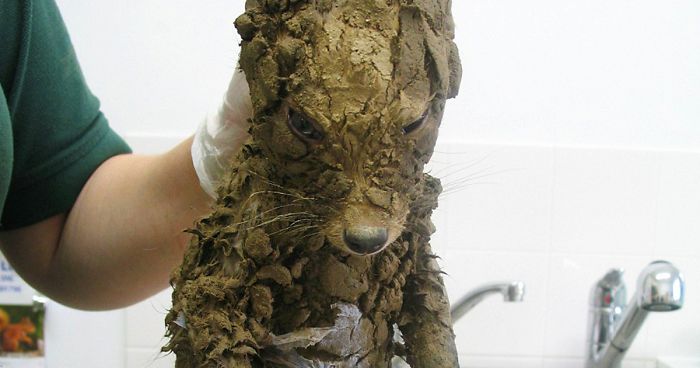 A Mysterious Animal Found In Mud Couldn’t Be Identified Until They Cleaned Him