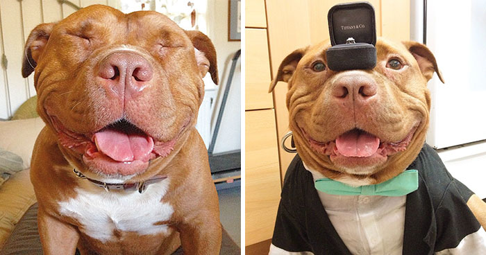 Meet Meaty, The Dog Who Can’t Stop Smiling After Being Rescued From A Shelter
