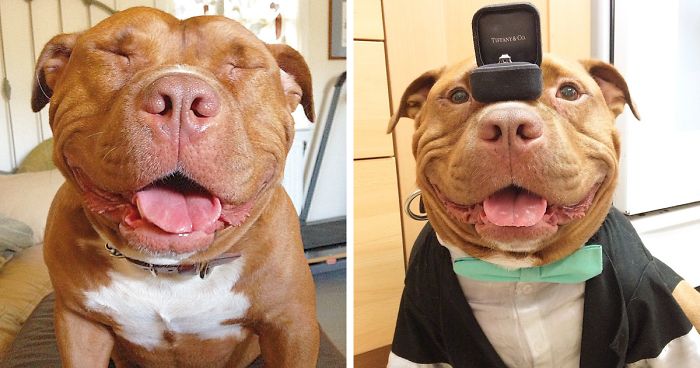 Meet Meaty, The Dog Who Can’t Stop Smiling After Being Rescued From A Shelter