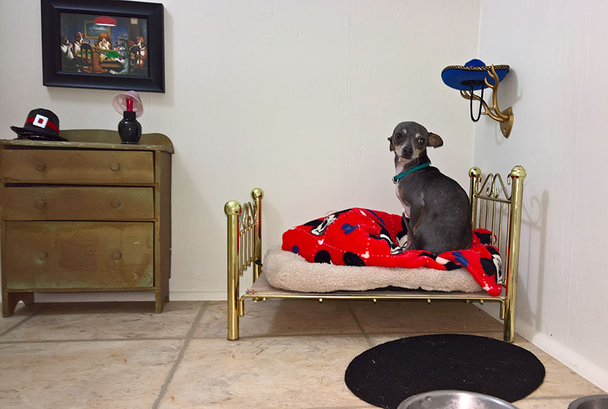 room-for-chihuahua-dog-1 room-for-chihuahua-dog-1