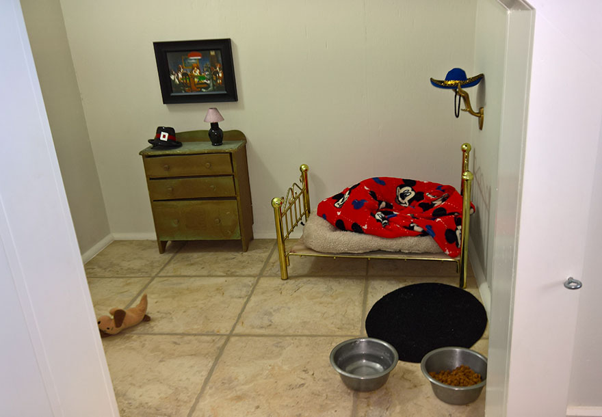 room-for-chihuahua-dog-4 room-for-chihuahua-dog-4