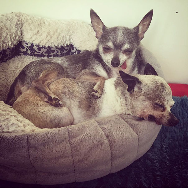 senior-dog-adoption-chihuahua-julie-docherty-29