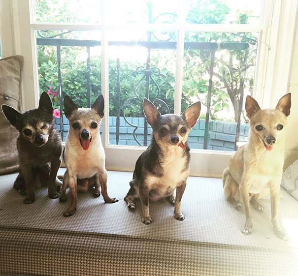senior-dog-adoption-chihuahua-julie-docherty-3