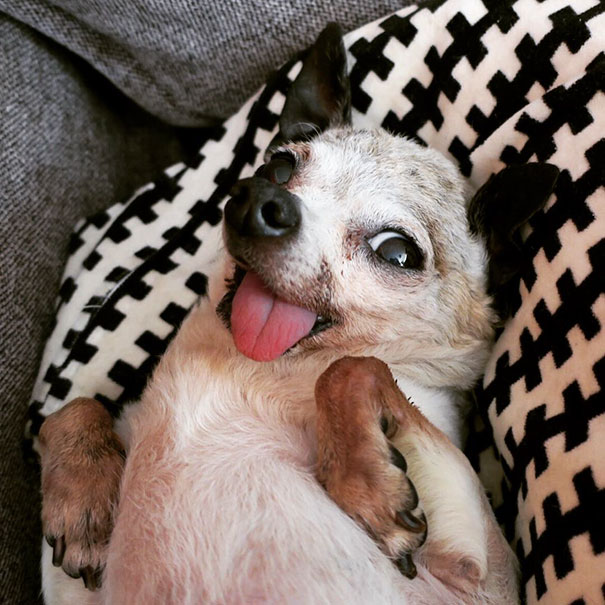 senior-dog-adoption-chihuahua-julie-docherty-4