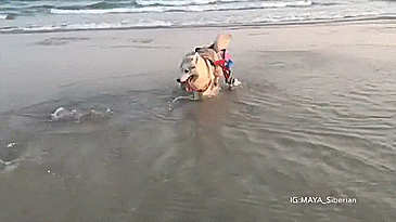 Husky Born Without Paws Gets Adopted And Becomes The Happiest Pup In A Wheelchair Husky Born Without Paws Gets Adopted And Becomes The Happiest Pup In A Wheelchair