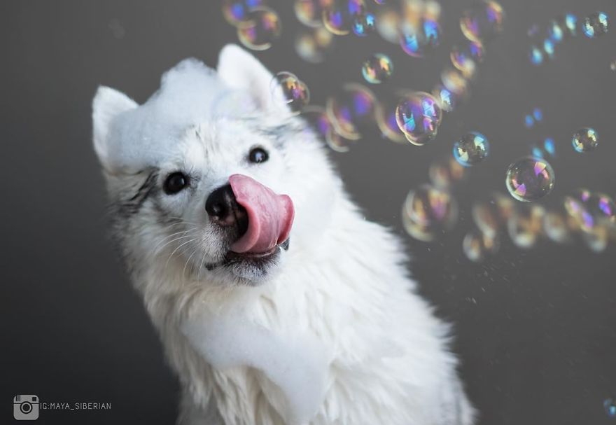 Husky Born Without Paws Gets Adopted And Becomes The Happiest Pup In A Wheelchair