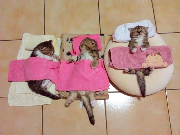 Three Little Kittens