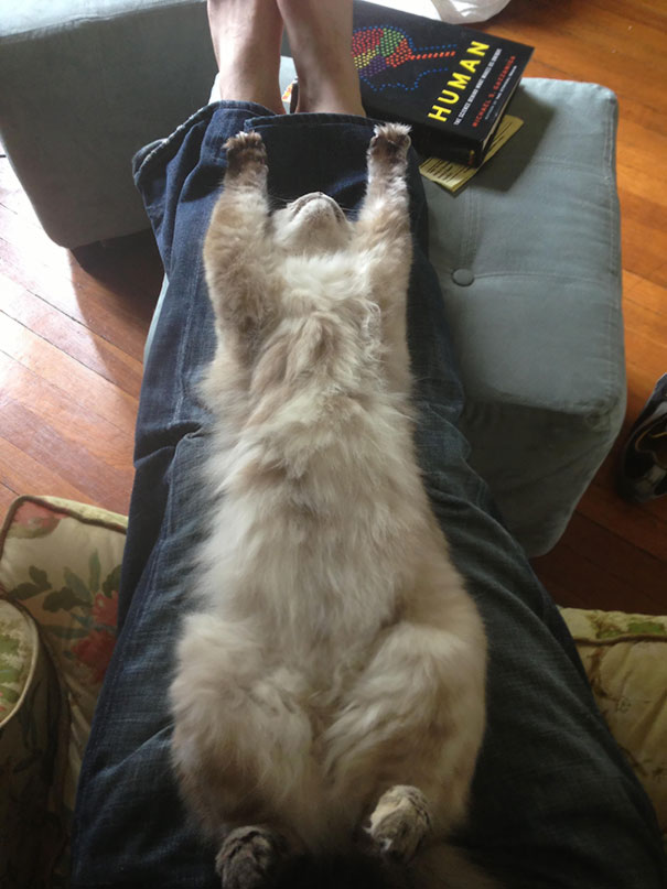 My Cat Has Chosen Some Odd Sleeping Positions In The Past, But I Think This One Takes The Cake