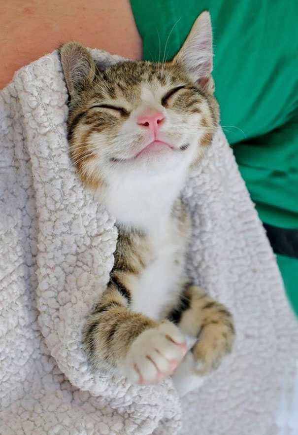 Sleepy Kitten