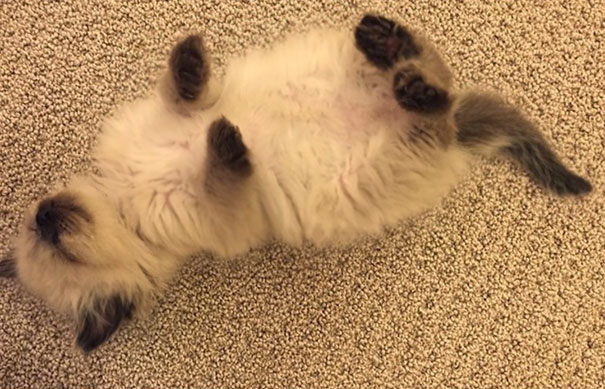 This Is How My Kitten Has Been Sleeping Lately