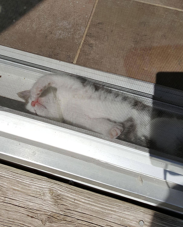 My 5 Weeks Old Kitten Astrid Sleeping In The Door