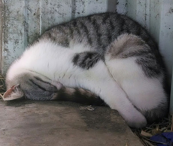 This Cat Was Sleeping In A Little Nook At My Job