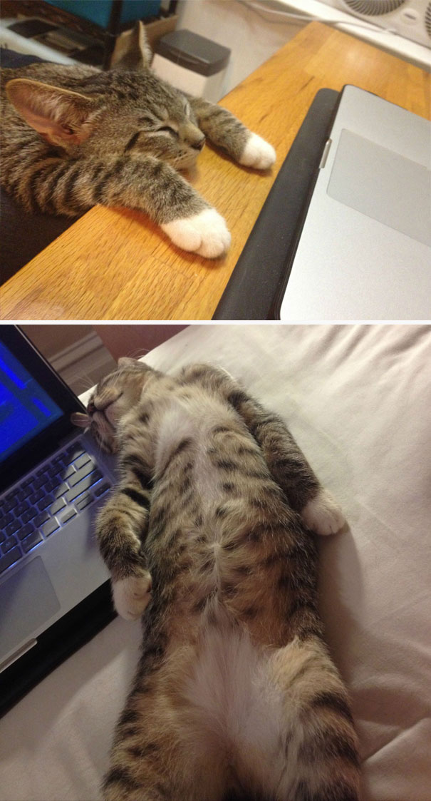 I've Seen Lots Of Cats Sleeping In Weird Positions, But I Think My Kitten Takes The Cake