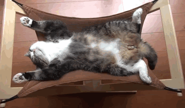 Cat Loves Sleeping On Its Hammock